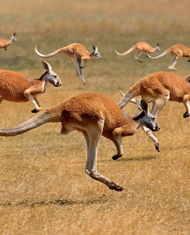 Svetová výzva - Austrália a Oceánia